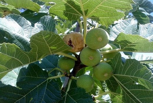 برداشت انجیر دیم از باغستان‌های کوهچنار 