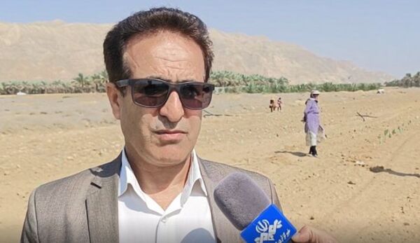کشت گیاه کاکتوس آپونتیا در شهر کلمه 