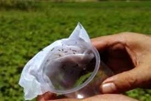 مبارزه بیولوژیک با آفات در ۱۰ هزار هکتار از اراضی زراعی ایلام 