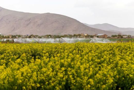 ۷۳ هزار فقره بیمه‌نامه مرتبط با حوزه کشاورزی در چهارمحال و بختیاری صادر شد