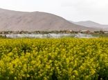 ۷۳ هزار فقره بیمه‌نامه مرتبط با حوزه کشاورزی در چهارمحال و بختیاری صادر شد