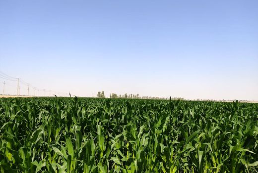 کاشت ۵۰۰ هکتار ذرت علوفه ای در شهرستان مهران