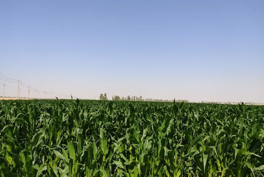 کاشت ۵۰۰ هکتار ذرت علوفه ای در شهرستان مهران