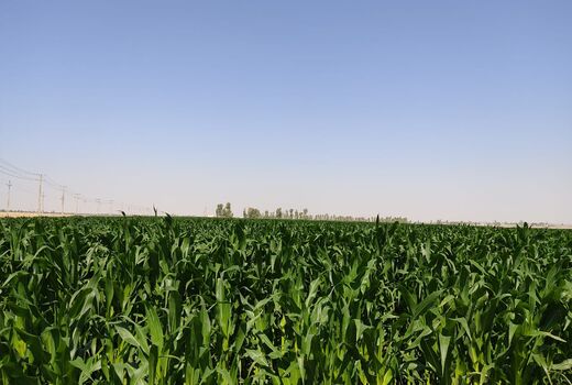 کاشت ۵۰۰ هکتار ذرت علوفه ای در شهرستان مهران