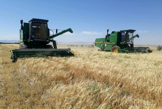 تولید بیش از 81 هزار تن جو در مزارع مرودشت