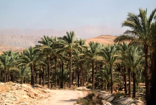 خشکسالی و افت کیفیت منابع آبی مهمترین مشکل نخیلات استان بوشهر است