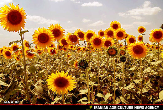 مزرعه آفتاب‌گردان