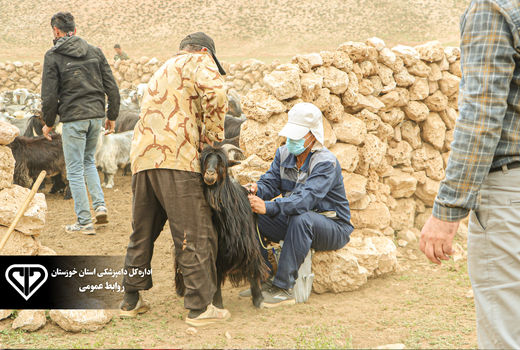 رتبه نخست دامپزشکی خوزستان در واکسیناسیون طاعون نشخوارکنندگان کوچک
