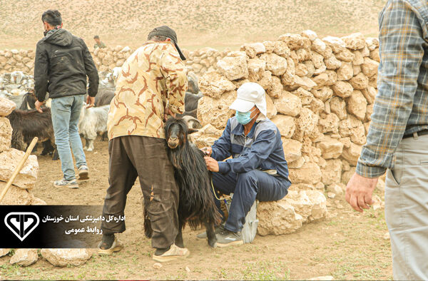 رتبه نخست دامپزشکی خوزستان در واکسیناسیون طاعون نشخوارکنندگان کوچک