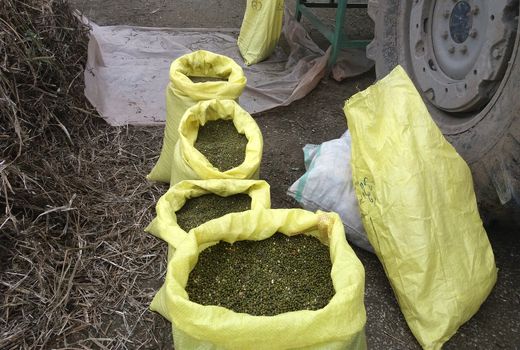 آغازبرداشت ماش از  سطح  25ھکتار ازمزارع دره‌شھر 