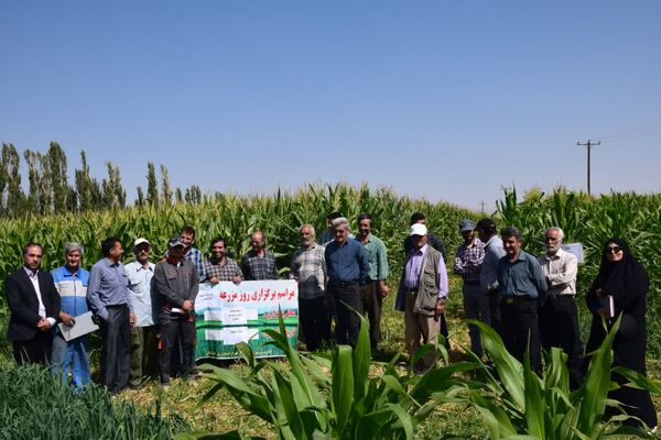 مراسم روز مزرعه ذرت علوفه‌ای ونقش آن درتغذیه گاوشیری در گلپایگان