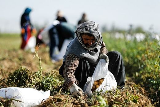مخالفت تعاونی‌های کشاورزی با انحلال سازمان مرکزی تعاون روستایی