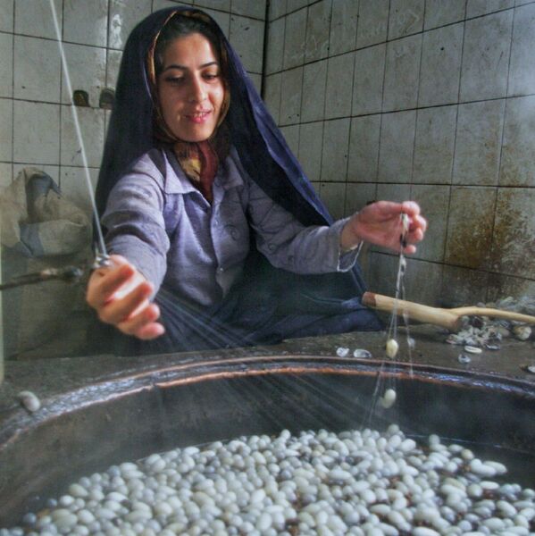 نجات کارگاههای ابریشم کشی با واردات پیله به جای نخ

