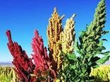 آغاز برداشت کینوا از مزارع کشت قراردادی در بخش راین