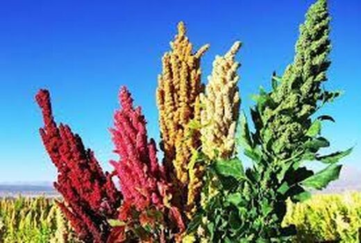 آغاز برداشت کینوا از مزارع کشت قراردادی در بخش راین