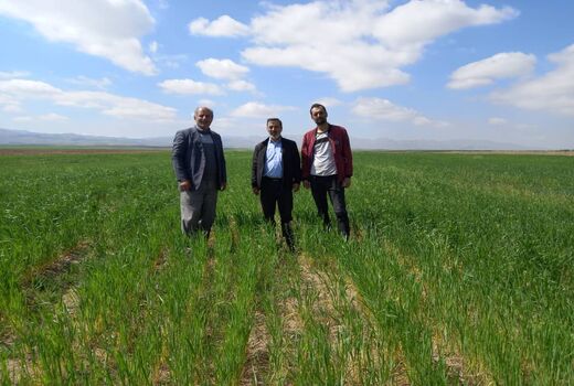 بازدید میدانی از مزارع گندم، نخود و زیره در شهرستان تاکستان
