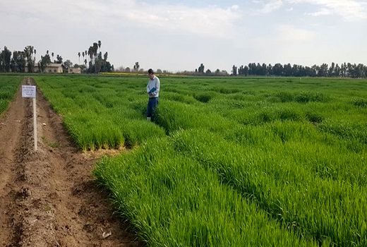 به‌نژادی غلات؛ موتور محرک امنیت غذایی