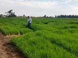 به‌نژادی غلات؛ موتور محرک امنیت غذایی