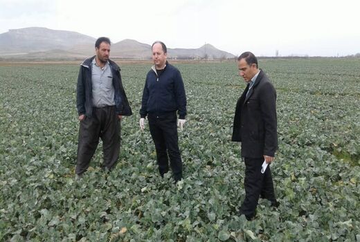 پایش مستمر مزارع زیر کشت دانه روغنی کلزا در آذربایجان غربی 