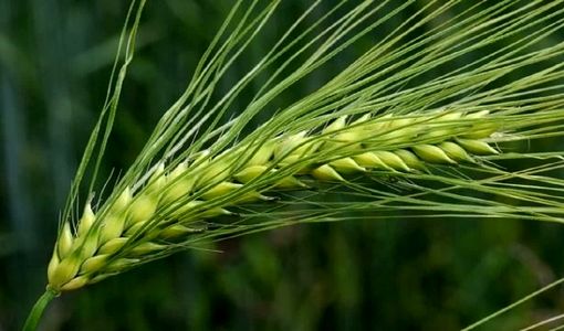 برداشت قصیل جو مسیری برای افزایش کیفیت علوفه و کاهش مصرف آب در کشاورزی