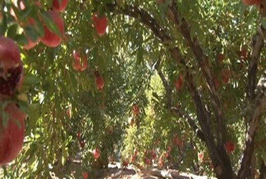  اجرای طرح یکپارچه کشت انار در شهرستان نجف آباد با 1700 سهام دار
