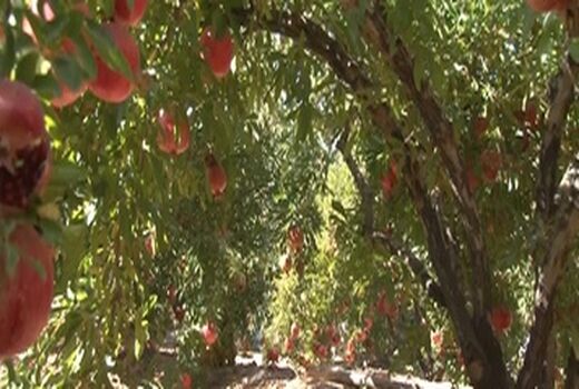  اجرای طرح یکپارچه کشت انار در شهرستان نجف آباد با 1700 سهام دار