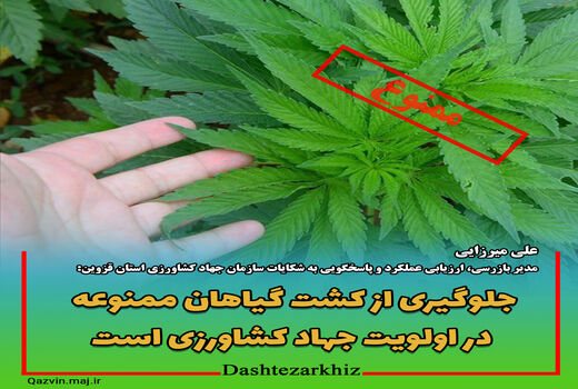 جلوگیری از کشت گیاهان ممنوعه در اولویت جهاد کشاورزی قزوین است