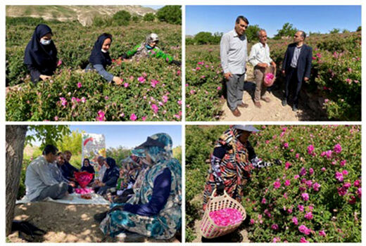 برداشت 2278 تن گل محمدی از باغات اسکو