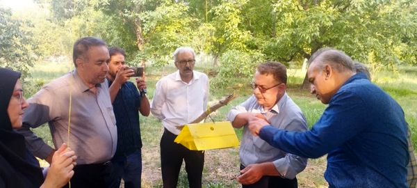 کاهش جمعیت آفت کرم خراط در باغات گردوی آذربایجان شرقی  با اجرای مدیریت تلفیقی