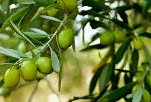 آغاز برداشت زیتون از باغات شهرستان گیلانغرب