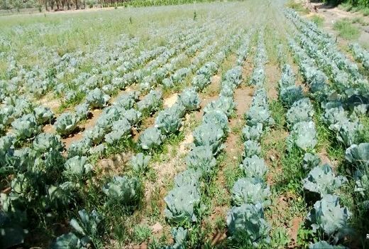 کشت ۵۰۰ هکتاری سبزی و صیفی‌جات در جهرم