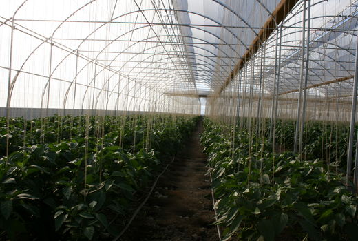 جهش چشمگیر در حوزه صدور مجوز گلخانه