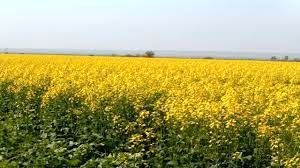 چرخش چرخ کمباین ها در مزارع کلزای خوزستان 