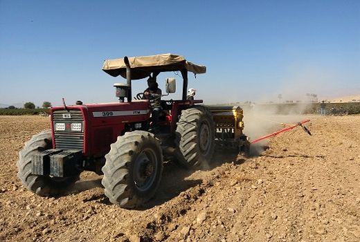 کاشت قراردادی گندم در داراب اجرایی می شود 