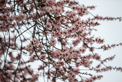  شکوفه‌باران درختان یزد در سردترین فصل سال