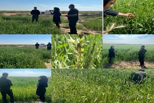 پایش وضعیت آلودگی به زنگ زرد در مزارع ماهشهر