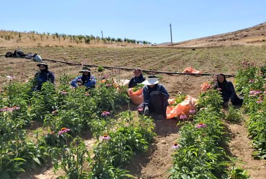 برداشت سرخارگل _کوهرنگ