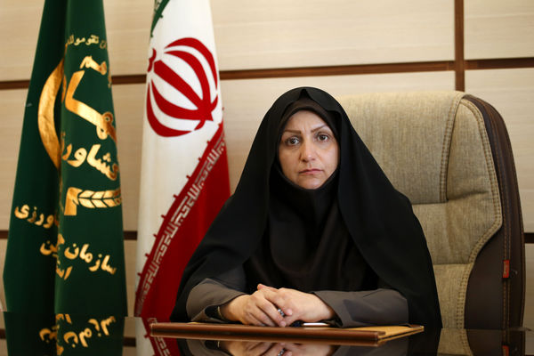 برداشت گندم در اراضی کشاورزی استان قزوین آغاز شد