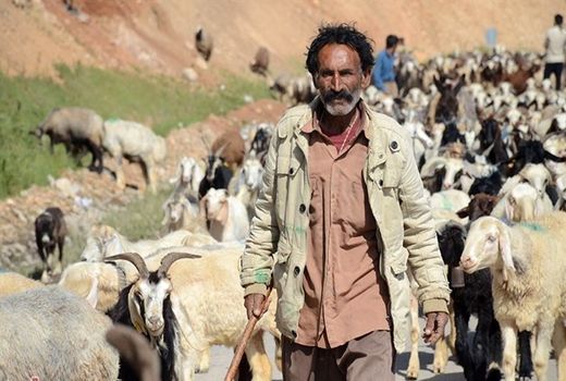  بیش از ۲ هزار تن جو بین عشایر استان چهارمحال و بختیاری توزیع شد 