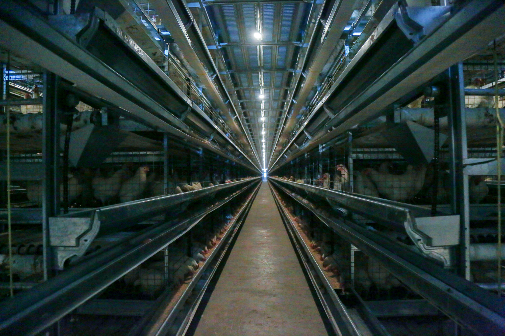  سفر وزیر جهاد کشاورزی به استان گلستان 2 