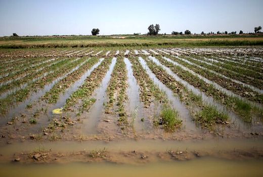 سیلاب بیش از ۵۰ میلیارد تومان به کشاورزی بوشهر خسارت وارد کرد 