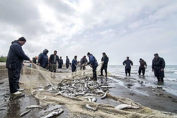 صید ماهیان استخوانی دریای خزر 2 برابر شده است/ وضعیت رو به بهبود ذخایر