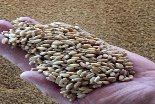 اختصاص 4500 هکتار برای کشت گندم در قیروکارزین