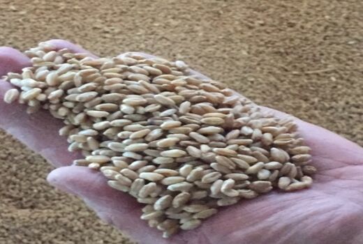 توزیع 680 تن بذر گواهی شده گندم در شیراز