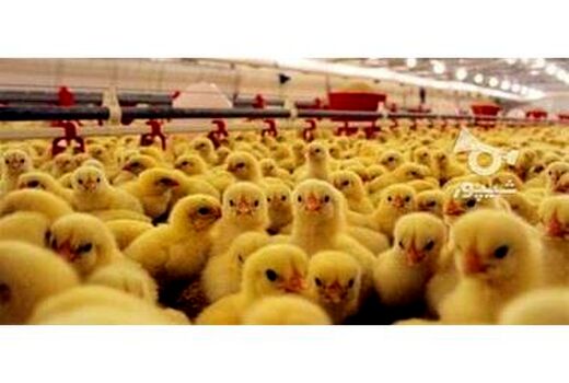 جوجه ریزی 2.4 میلیون قطعه ای در گلوگاه/تولید 6700 تن گوشت سفید