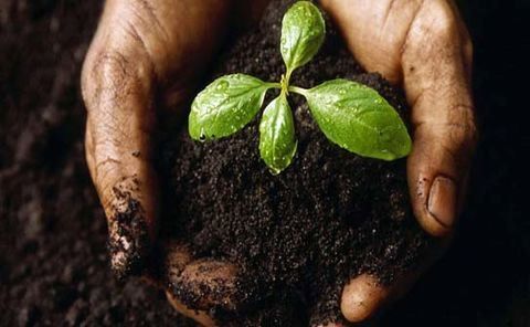 خاک بستری برای حفظ پوشش گیاهی و تامین امنیت غذایی است
