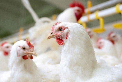آذربایجان شرقی، عاری از آنفلوآنزای پرندگان