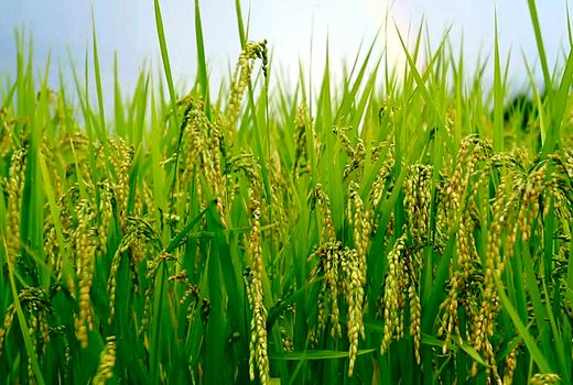 ممنوعیت کشت شلتوک در حوضه آبریز کرخه