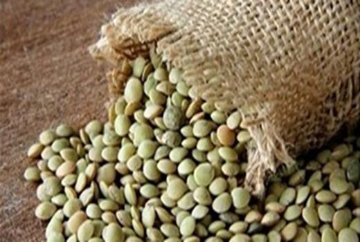 پایان کشت  پاییزه عدس در شهرستان چرداول