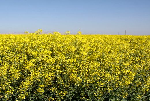 عملیات برداشت کلزا در ایلام به پایان رسید